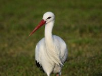 06-12-2014 Storch bei Koerzin-03